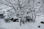冬天 大雪 树
