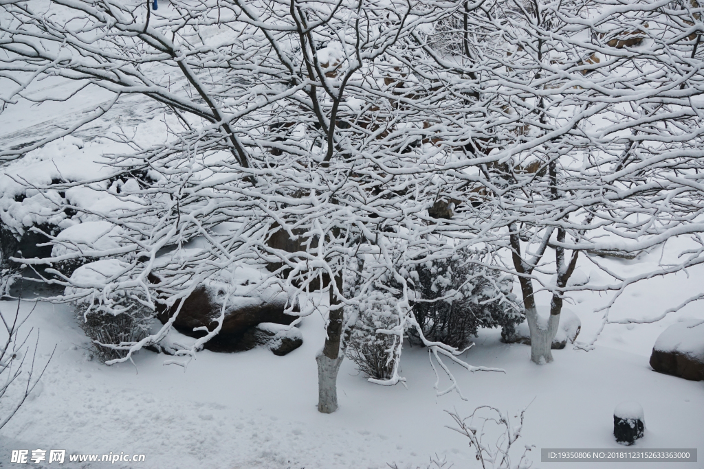 冬天 大雪 树