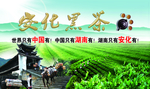 安华  黑茶  背景   绿色