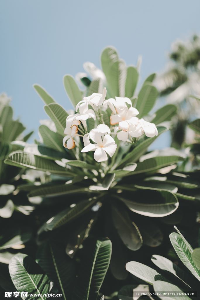 绿植鲜花