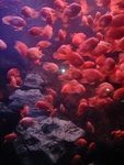 海底世界