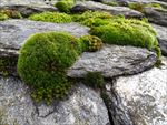 苔藓