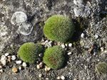 苔藓