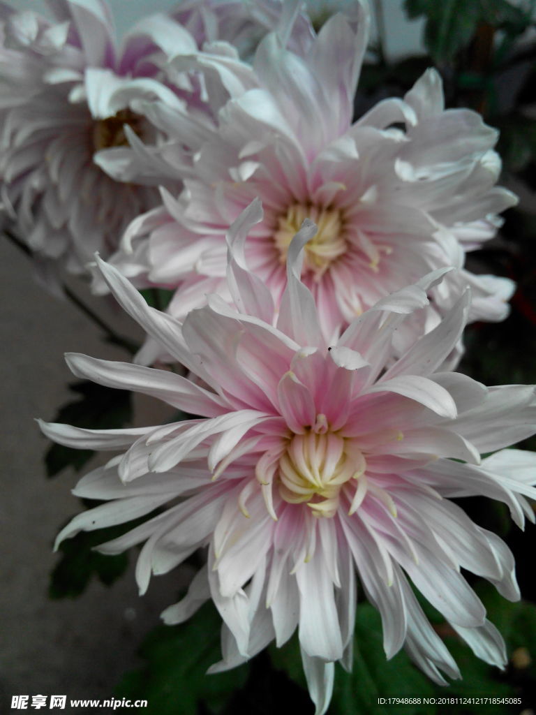 菊花