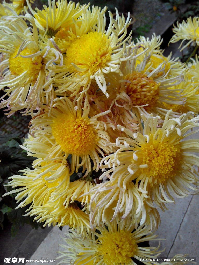 菊花