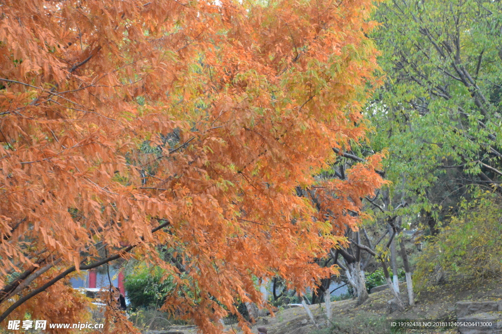 中山公园秋韵