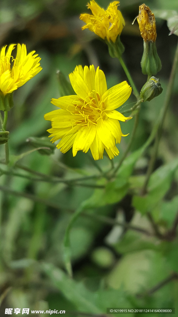 黄花特写