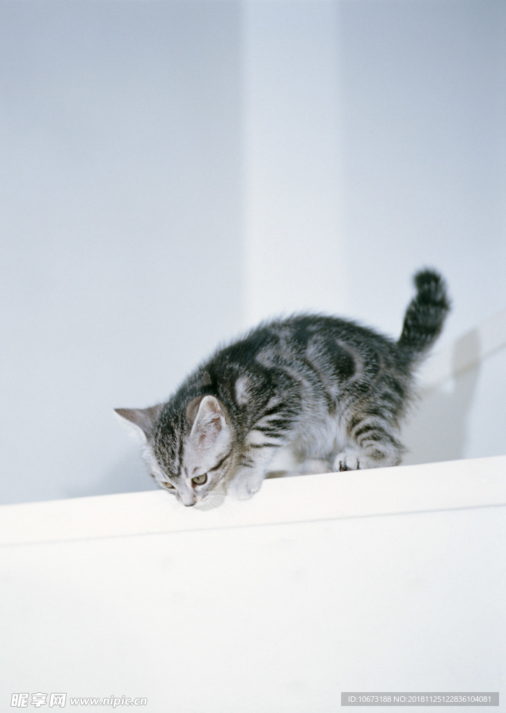 可爱猫咪