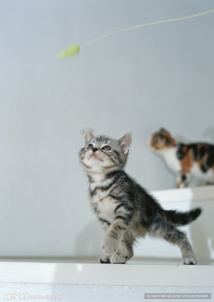 可爱猫咪