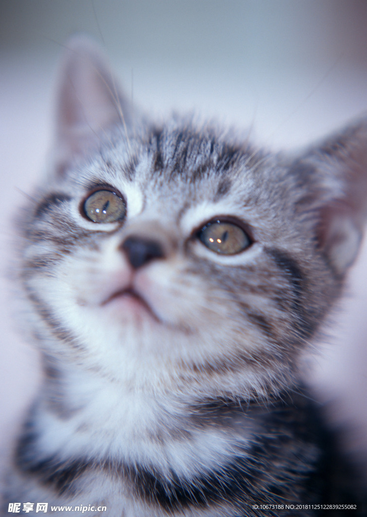 可爱猫咪