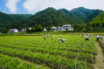 挖茶苗