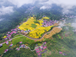 库山油菜花海