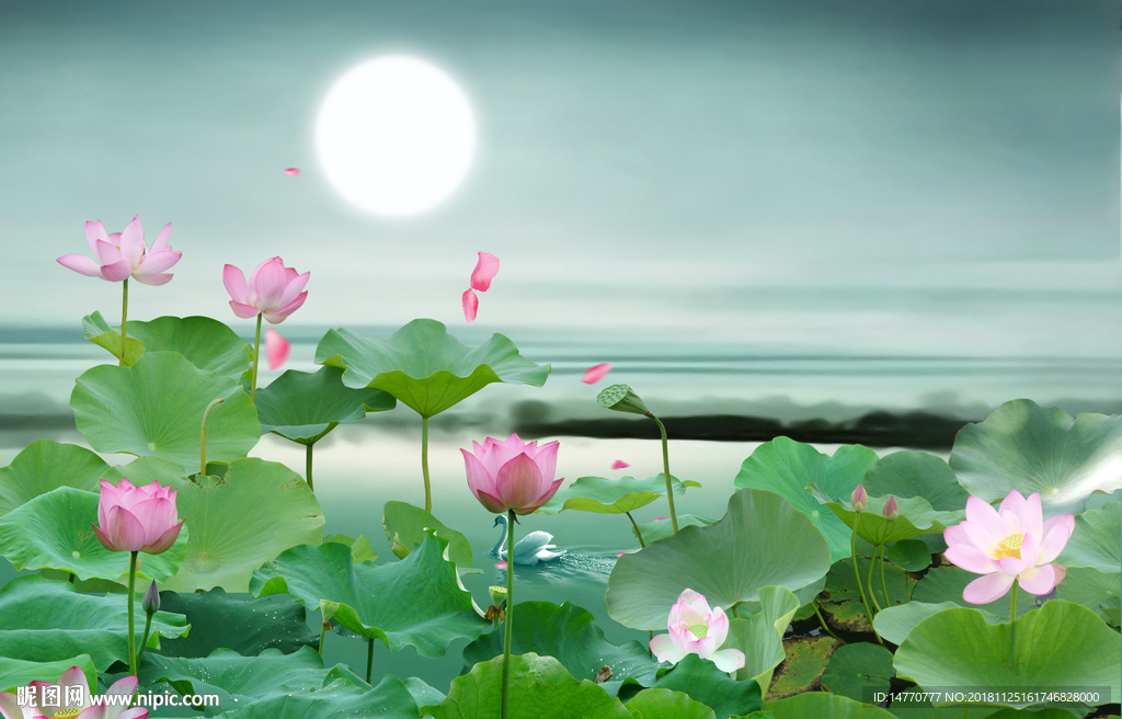 无框画荷花
