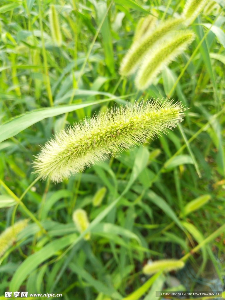 狗尾巴草