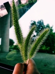 狗尾巴草