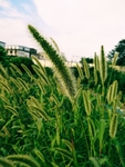 狗尾巴草