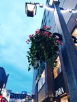 花灯