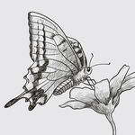 手绘蝴蝶和鲜花