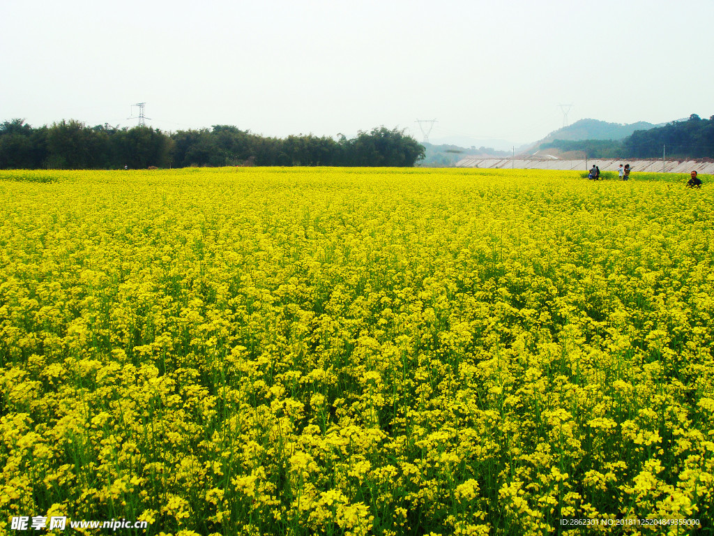 油菜花