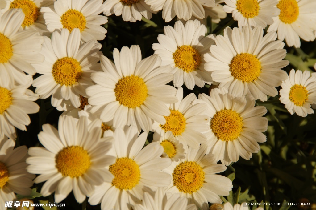 雏菊