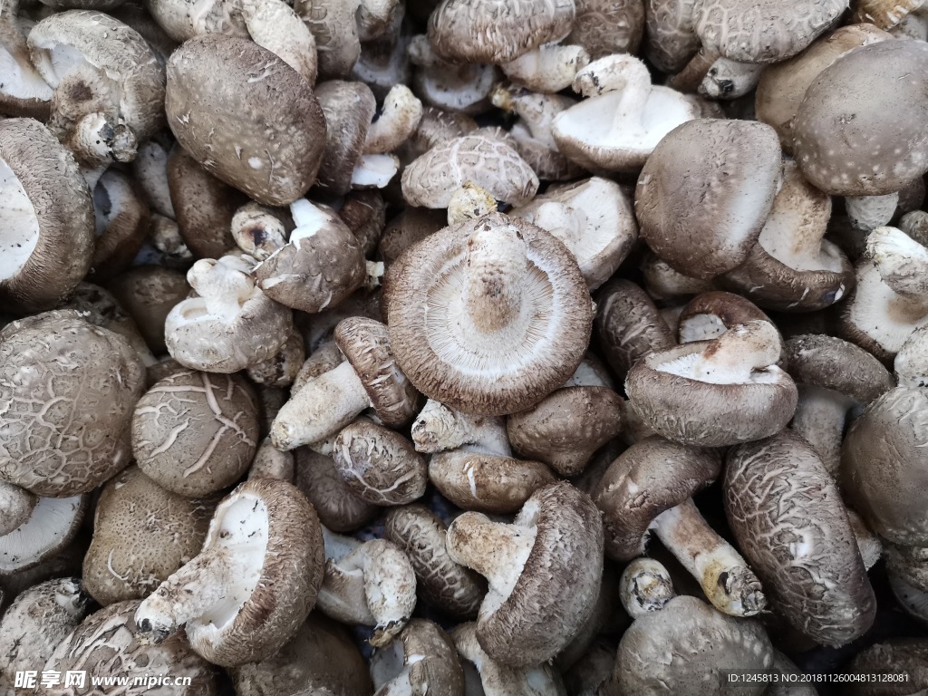 鲜香菇图片素材-编号00701439-图行天下