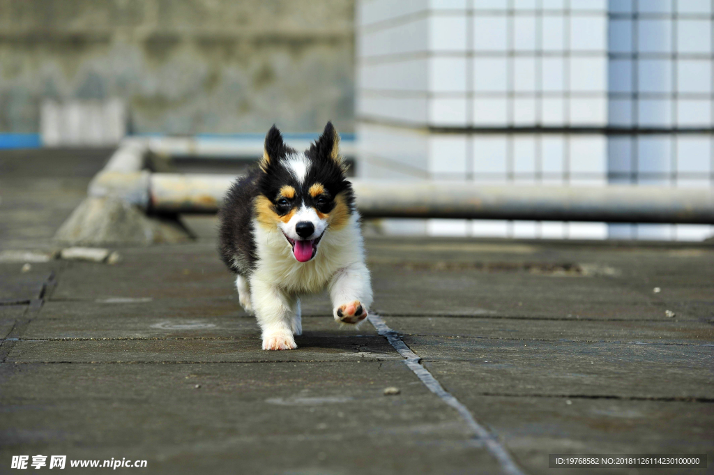 柯基犬