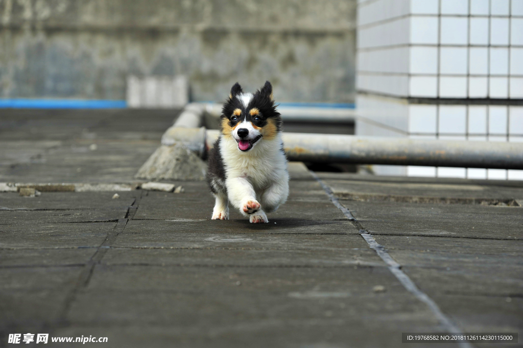 柯基犬