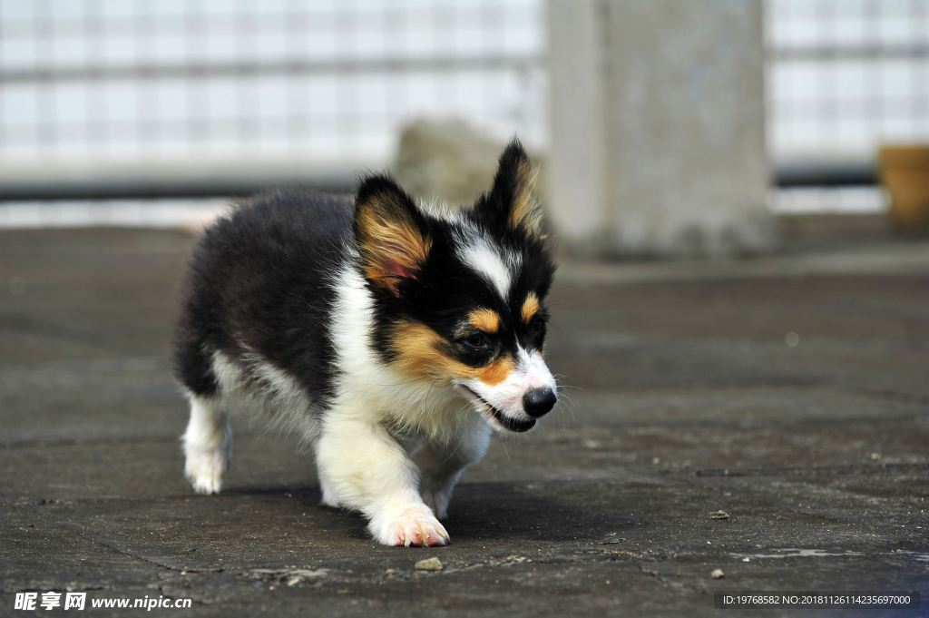 柯基犬