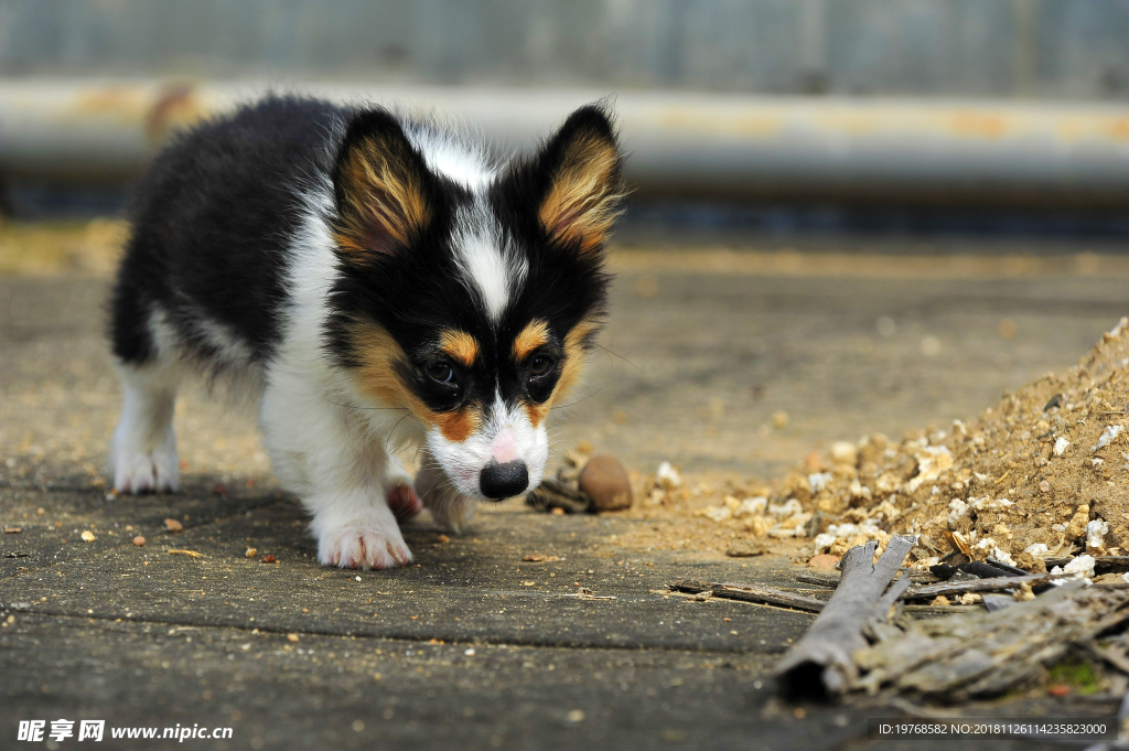 柯基犬