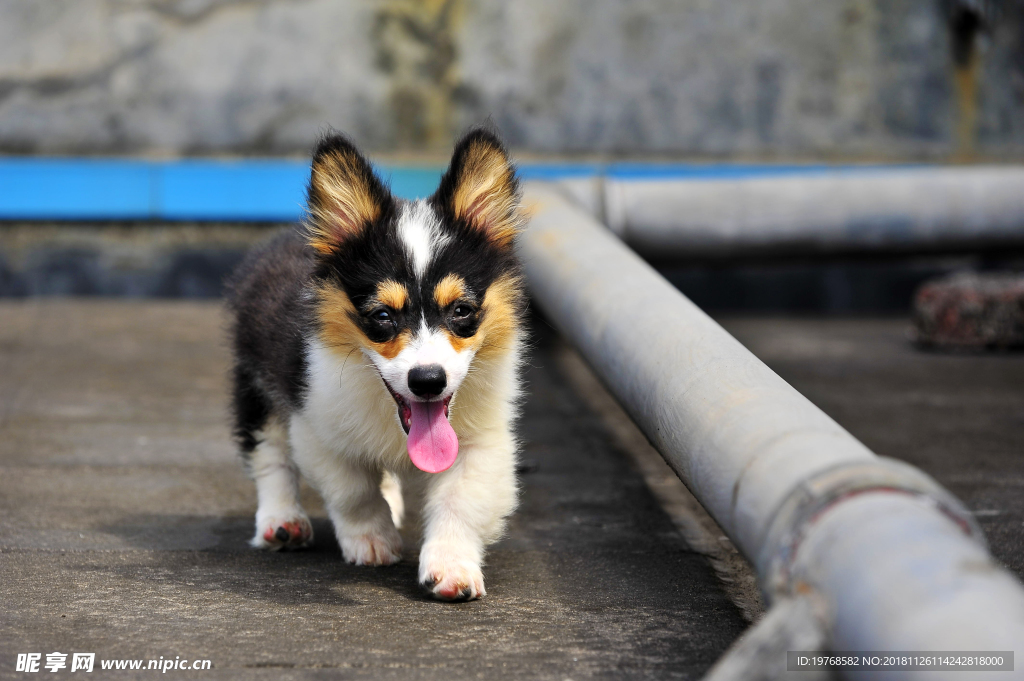 柯基犬