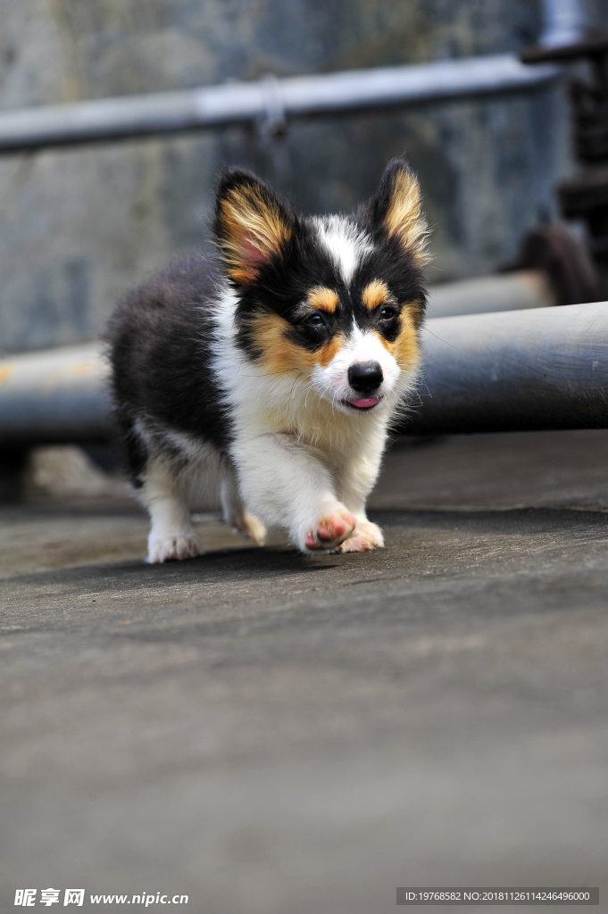 柯基犬