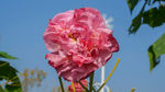 江畔芙蓉花