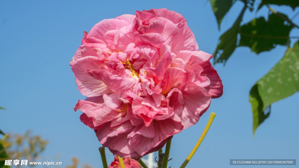 盛开芙蓉花