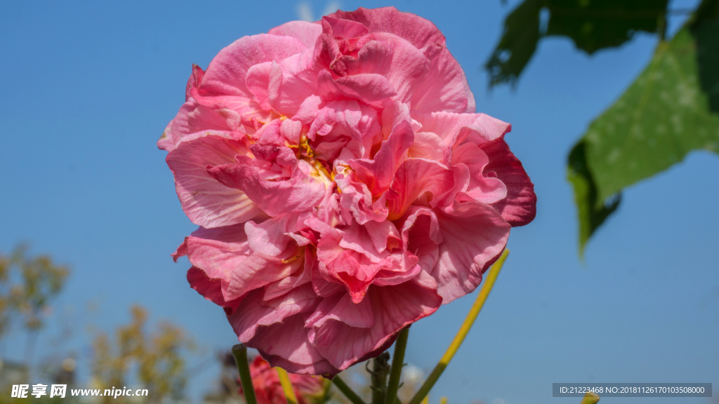 江畔芙蓉花