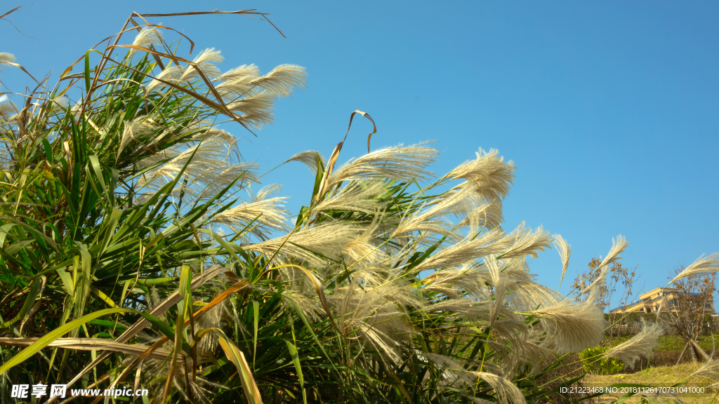 江畔芦苇