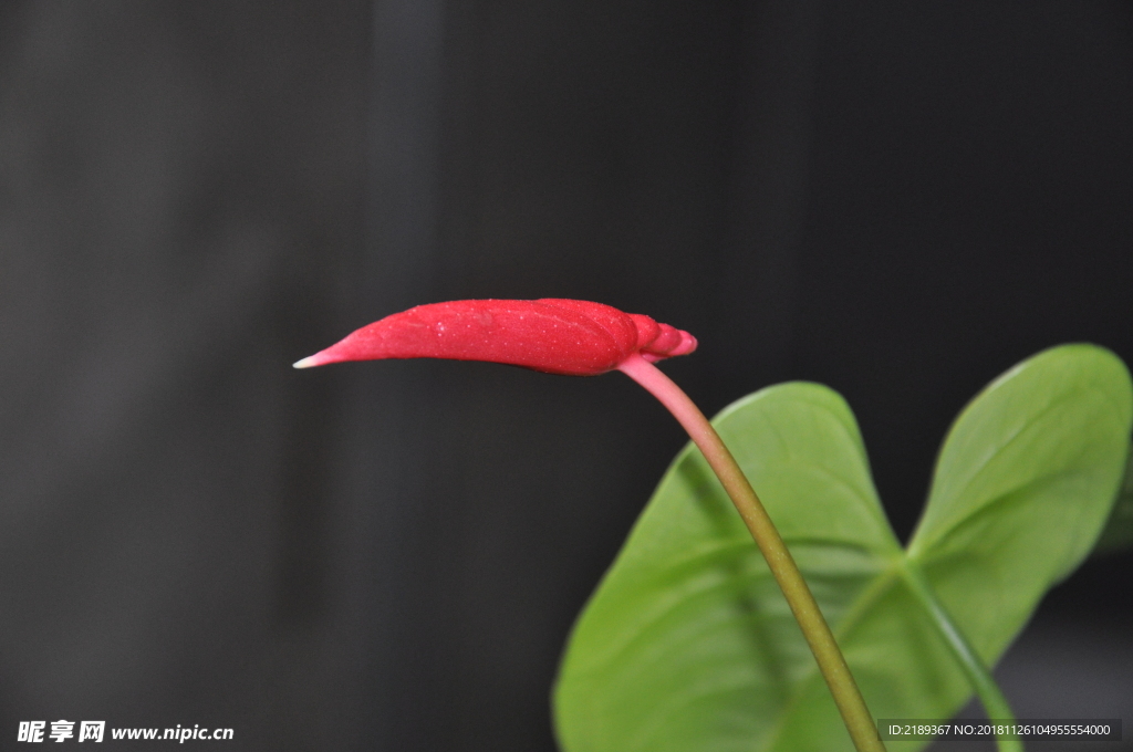 红掌花