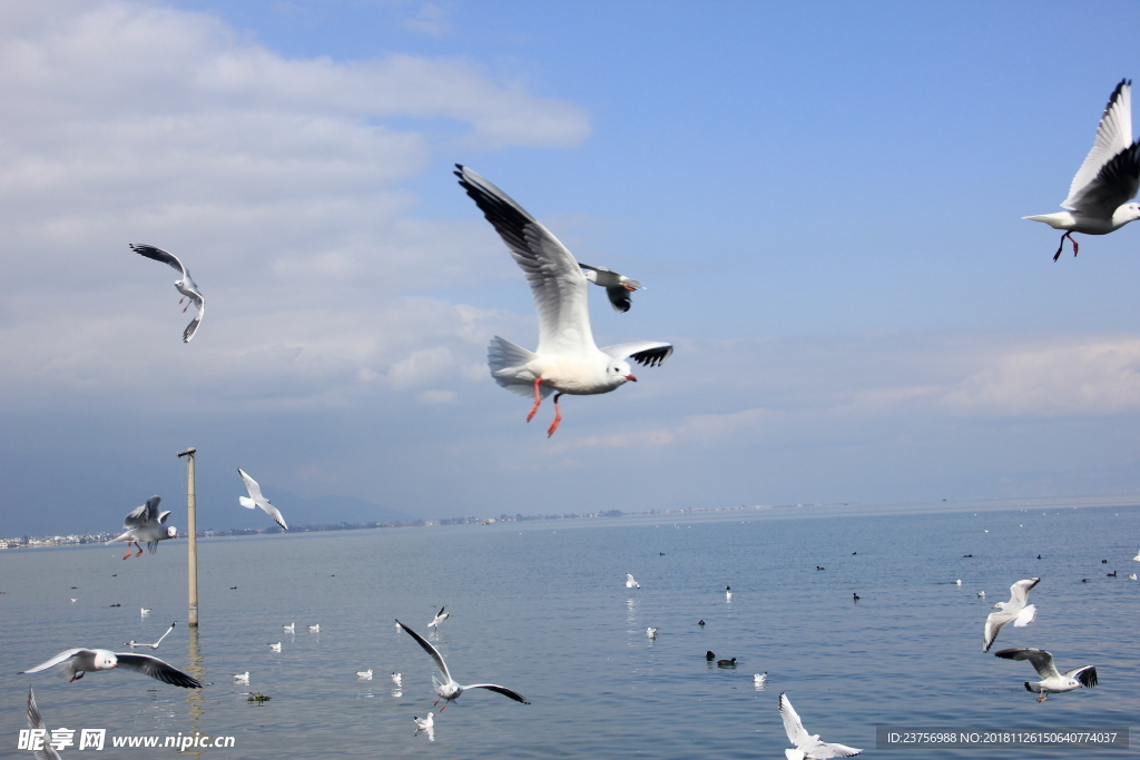 海鸥