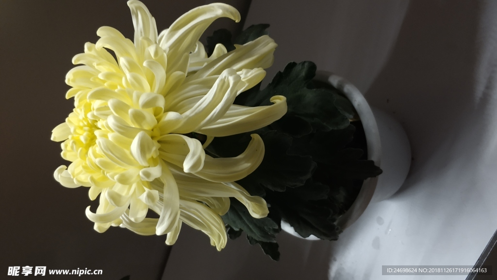花 菊花 植物 花卉 雏菊 美