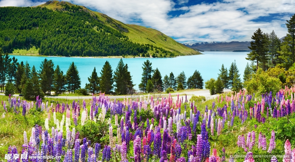 薰衣草