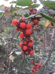 高梁泡 十月苗 寒泡刺 树莓