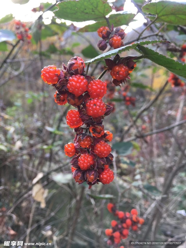 高梁泡 十月苗 寒泡刺 树莓