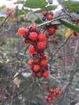 高梁泡 十月苗 寒泡刺 树莓