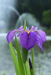 紫色小花