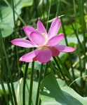 小小荷花