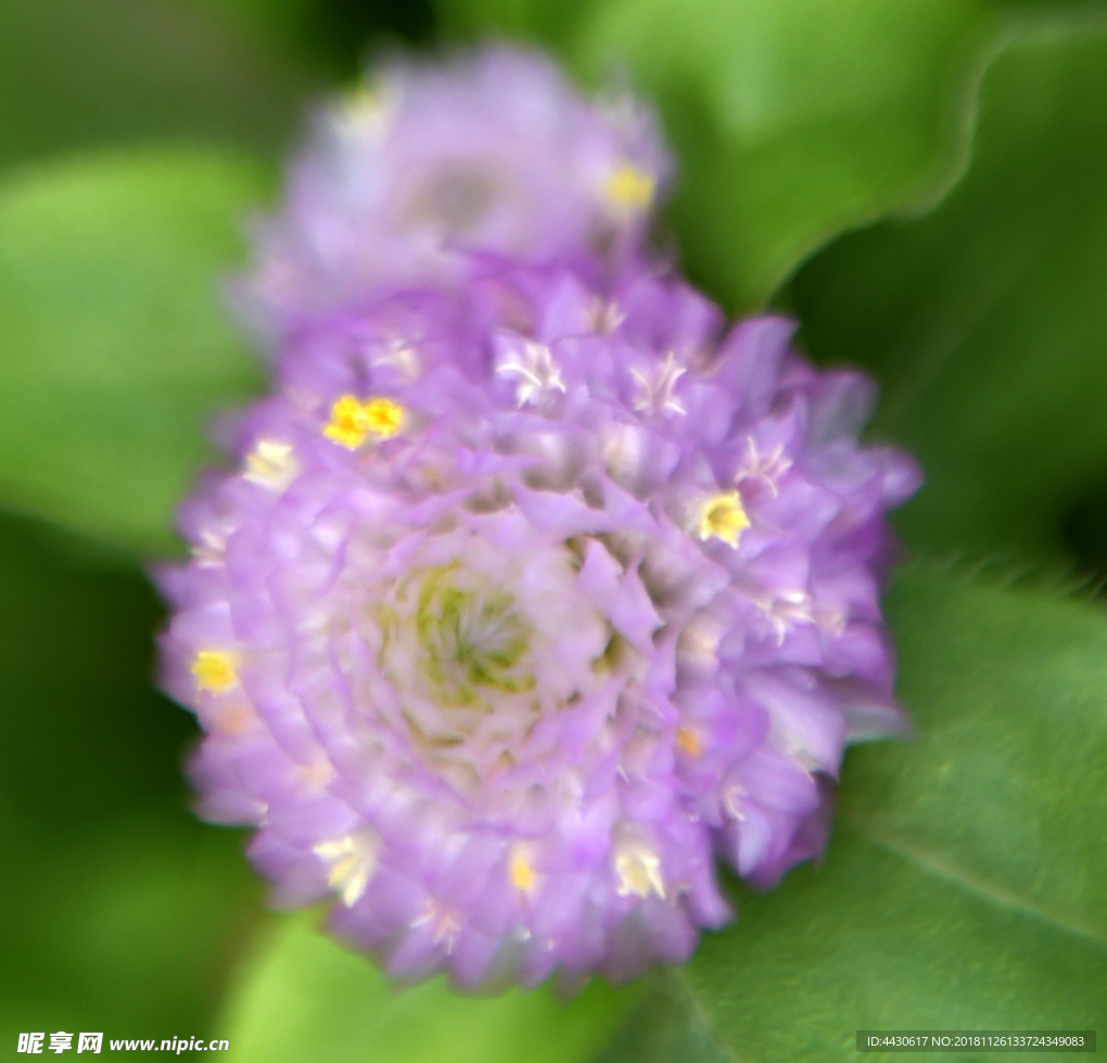 花之星辰