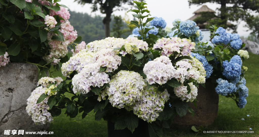 花2