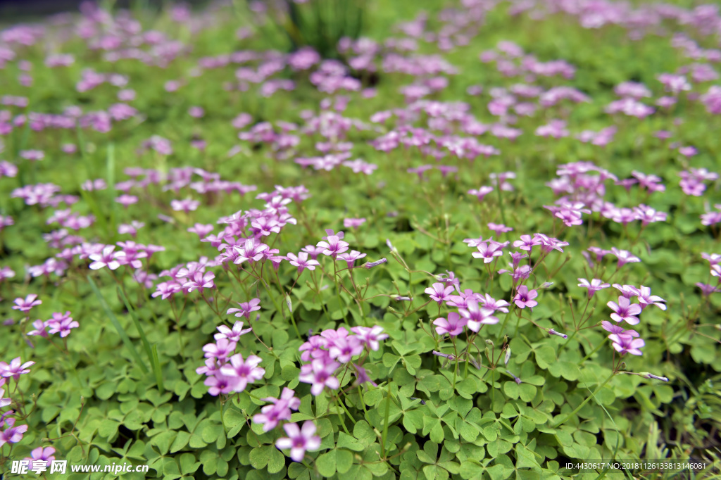 小花
