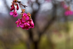 樱花7