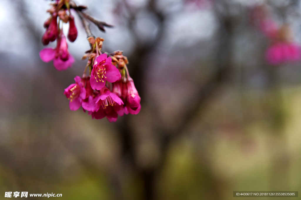 樱花7