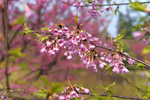 樱花5
